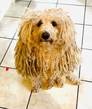 Sally Lindsay Instagram - @daveydog66 waiting for her dinner 
#olivertwist #puli #dogsofinstagram #pulik