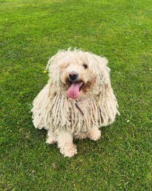 Sally Lindsay Instagram - It’s actually warm today !! She’s a little girl by the way ❤️@daveydog66 says hello ❤️
#puli #dogsofinstagram #pulikofinstagram
