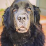 Sam Taylor-Johnson Instagram - RIP Bear 💔 14 years old She was such an incredible soul. To all those who met her she touched everyone’s heart ♥️ newfoundlands are noble creatures and she was a queen