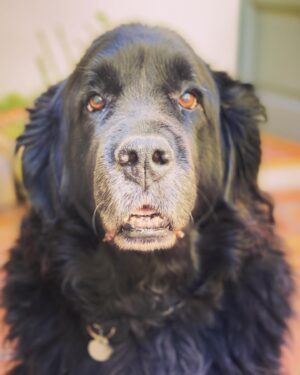 Sam Taylor-Johnson Instagram - RIP Bear 💔 14 years old  She was such an incredible soul. To all those who met her she touched everyone’s heart ♥️ newfoundlands are noble creatures and she was a queen