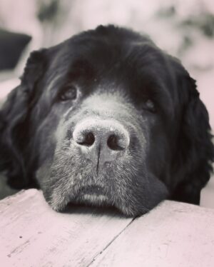 Sam Taylor-Johnson Instagram - RIP Bear 💔 14 years old  She was such an incredible soul. To all those who met her she touched everyone’s heart ♥️ newfoundlands are noble creatures and she was a queen
