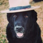 Sam Taylor-Johnson Instagram - RIP Bear 💔 14 years old She was such an incredible soul. To all those who met her she touched everyone’s heart ♥️ newfoundlands are noble creatures and she was a queen