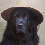 Sam Taylor-Johnson Instagram - RIP Bear 💔 14 years old She was such an incredible soul. To all those who met her she touched everyone’s heart ♥️ newfoundlands are noble creatures and she was a queen