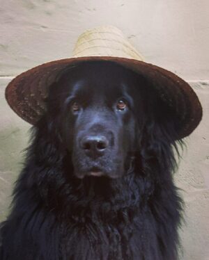 Sam Taylor-Johnson Instagram - RIP Bear 💔 14 years old  She was such an incredible soul. To all those who met her she touched everyone’s heart ♥️ newfoundlands are noble creatures and she was a queen