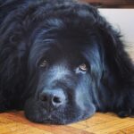 Sam Taylor-Johnson Instagram - RIP Bear 💔 14 years old She was such an incredible soul. To all those who met her she touched everyone’s heart ♥️ newfoundlands are noble creatures and she was a queen