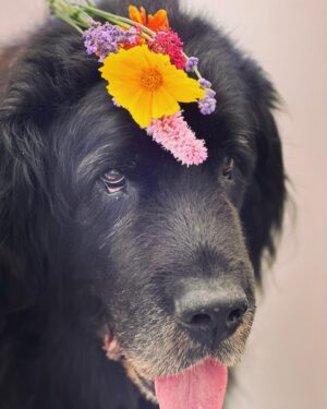 Sam Taylor-Johnson Instagram - RIP Bear 💔 14 years old  She was such an incredible soul. To all those who met her she touched everyone’s heart ♥️ newfoundlands are noble creatures and she was a queen