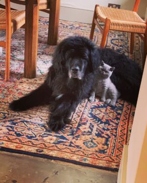 Sam Taylor-Johnson Instagram - RIP Bear 💔 14 years old  She was such an incredible soul. To all those who met her she touched everyone’s heart ♥️ newfoundlands are noble creatures and she was a queen