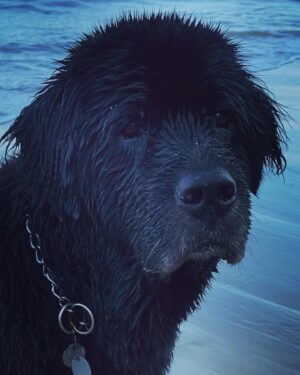 Sam Taylor-Johnson Instagram - RIP Bear 💔 14 years old  She was such an incredible soul. To all those who met her she touched everyone’s heart ♥️ newfoundlands are noble creatures and she was a queen