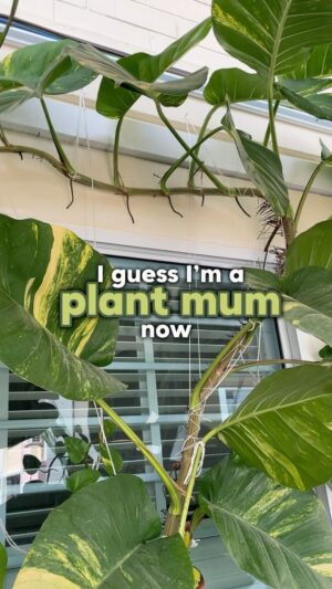 Samantha Tan Instagram - 😰 How long will it survive?