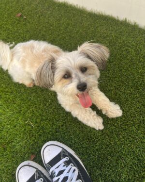 Samantha Lorraine Instagram - ❤️‍🔥🪽
#sunnydays #petunia #perrita