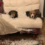 Samantha Morton Instagram - Butter wouldn’t melt. #beagle #rescuedog