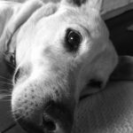 Samantha Morton Instagram - Our darling JC , a rescue res mutt from the Navajo reservation , we found him at the side of the road in 2010 whilst I was filming John Carter of Mars, ( that’s why we called him JC) he’s our angel dog we are so lucky he’s in our life. #internationdogday @arryomes @esme_creedmiles