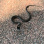 Samantha Morton Instagram - Sooooo tiny, a little snake. Smaller than the palm of my hand....