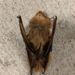 Samantha Morton Instagram - So sad... we found a dead bat. I wanted to pick it up and take it home. So beautiful. Looked asleep. I love Bats , I love nature. 🦋