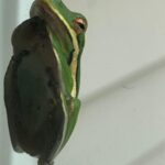 Samantha Morton Instagram - My new little friend came to the window for a sleep. Sooo cute, little tree frog. 🍄