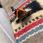 Samantha Morton Instagram - Good morning 🦋