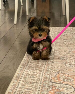 Sami Gayle Instagram - Have quite the treat for Halloween this year 😊

Introducing: Mocha Cookie 
(aka Licorice’s sister)