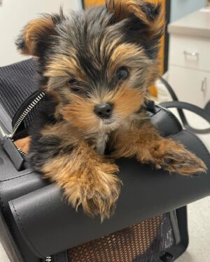 Sami Gayle Instagram - Have quite the treat for Halloween this year 😊

Introducing: Mocha Cookie 
(aka Licorice’s sister)