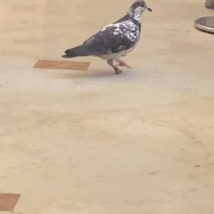 Sandra Cisneros Instagram - My favorite place to eat in Venice. Even the pigeons eat there! 

First photo by #timoteotrigo