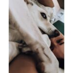Sandra Nováková Instagram - Ranní dávka terapie❤️ #LOVE #malina #nekupujadoptuj #utulkac #nase #utulekbouda #milujemete #dogoftheday #doglover @utulekbouda