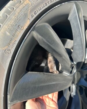 Sanela Diana Jenkins Instagram - I guess after vet helps us heal  this little creature we will have a  new member in our family. that’s a one lucky strayed kitten 😊 to find our car in our garage on thanks giving  what she’ll we call it ?