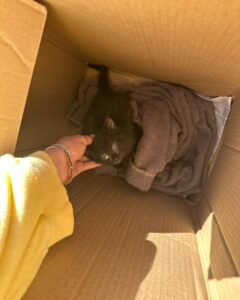 Sanela Diana Jenkins Instagram - I guess after vet helps us heal this little creature we will have a new member in our family. that’s a one lucky strayed kitten 😊 to find our car in our garage on thanks giving what she’ll we call it ?
