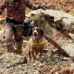 Sangeeta Krishnasamy Instagram - ‼️ ❤️🙏 Thank you buddy! Meet Blake our K-9 Hero who worked tirelessly for 2 days locating and rescuing people trapped at the campsite. He reportedly passed out after being hit by exhaustion and is getting some rest now. #batangkalilandslide #searchandrescuedog ‼️Selamat berehat Blake. Blake, antara anjing penyelamat mangsa tanah runtuh. Blake si hero penyelamat mangsa tanah runtuh di tapak campsite. Blake dilaporkan kepenatan namun tiada kecederaan berlaku terhadapnya sepanjang bertugas dengan penuh kesetiaan. Anjing K-9 yang berjasa ini direhatkan setelah dua hari bertungkus lumus kerja lebih masa mencari mangsa tertimbus di Tapak Perkhemahan Father's Organic Farm Batang Kali Selangor. Terima kasih Blake kami ucapkan. Rehat cukup-cukup okay. Jasamu dikenang ❤️ Source : @ohbulanofficial Sumber: FB Persatuan Haiwan Malaysia 📸: Media Sosial dan Korporat JBPM #k9unit #malaysia #royalmalaysianpolice #batangkalitanahruntuh