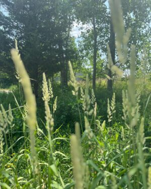 Sara Watkins Instagram - Thank you for all the birthday wishes today, I feel very loved!! I spent this birthday at the beautiful @meijergardens in Grand Rapids, MI.  It was a gorgeous day - the birds were singing and the sculptures were standing strong.  Sean, Chris and Jeff surprised me with a mid-Celebrants negroni and the audience was a delight.  Pizza and krug and Cake?! Thank you @aaronsawyer @ericmayerswork @jasoncolton @hannahboren and @katiemuldooon!!