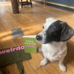 Sara Pascoe Instagram - My flatmate/best friend/soulmate helping me with the Weirdo marketing campaign today. My first novel is released September 14th but you can pre-order now! Woof woof