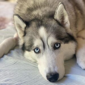 Sarah Butler Instagram - Insta vs. real life #rooneythehuskylady #recovering from #tplosurgery #tplorecovery #tornacl One minute she’s snuggly, the next she puts herself on timeout in the corner 🤷🏽‍♀️