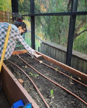 Sarah Butler Instagram - Back at it! Designed and built this enclosure for @michellekashmusic and we’re gearing up for her second season of fresh grown veggies! #vegetablegarden #homegarden #gardenenclosure #urbanfarm #growwhatyoueat