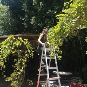 Sarah Butler Instagram - My other job. #landscapedesign #urbanfarming #casualfriday #homegrown #fruits #figtree #grapevine #breba #figs Follow @atelierseb for more garden content.