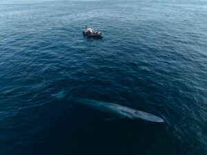 Sarah Carter Instagram - A dream came true for me last Sunday. 

We met a Blue Whale named Uno… the largest mammal in the world… most rare… gentle giant with a 1000 lbs heart. 

It was a cold and cloudy day. We changed our trip from 1pm to 3:30pm.  You can only see the blue glow emanate off of their stone grey skin when the sun hits the ocean surface.  Managing expectations, the guides acknowledged the gloomy weather, and said a sighting isn’t guaranteed, but if we do see a 30 or 40ft spray in the distance to let them know so we can race towards it and catch its dive… its tail. We were told there were four in the area, but none had shown their tail as of yet.  When they reassured we’d likely see dolphins… I knew in my gut I was there for the Blue Whale… they migrate through the California coast two weeks out of the year (some years) and they were here. 

This animal has intrigued me throughout my life. To see it now… after so much family healing…after my brother’s passing and the depth of forgiveness, loyalty, and love his transition unearthed… this was yet another sacred connection with natural medicine I didn’t expect.

Uno had an injury… part of his tail was missing so his dives were shallow and he moved slowly… he needed to use his tail to dive for krill… after his first dive they told us he may not show again for another 12 to 20 minutes and depending on how fast he moves, that may have been it. 

5 minutes later, the sun came pouring through the clouds and his spout sounded right beside our boat. The blue glow was like nothing I could have imagined. Dave, our guide told us to put away our phones and enjoy it, and that he would take drone shots for us. The beauty was almost overwhelming. 

Just when we thought it couldn’t get any better, he showed his tail again! I took out my phone… and again… this time I captured Alice’s joy.

I feel honored to be able to share this experience with you. If you ever have the chance, @newportcoastaladventure is well worth the trip.

“When the student is ready, the teacher appears.”

Thank you Uno.

You opened my heart into greatness, slowness, grace, beauty, strength, loyalty, connection, wisdom, and the vast unknown.

#keepouroceansclean