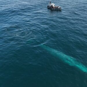 Sarah Carter Instagram - A dream came true for me last Sunday. 

We met a Blue Whale named Uno… the largest mammal in the world… most rare… gentle giant with a 1000 lbs heart. 

It was a cold and cloudy day. We changed our trip from 1pm to 3:30pm.  You can only see the blue glow emanate off of their stone grey skin when the sun hits the ocean surface.  Managing expectations, the guides acknowledged the gloomy weather, and said a sighting isn’t guaranteed, but if we do see a 30 or 40ft spray in the distance to let them know so we can race towards it and catch its dive… its tail. We were told there were four in the area, but none had shown their tail as of yet.  When they reassured we’d likely see dolphins… I knew in my gut I was there for the Blue Whale… they migrate through the California coast two weeks out of the year (some years) and they were here. 

This animal has intrigued me throughout my life. To see it now… after so much family healing…after my brother’s passing and the depth of forgiveness, loyalty, and love his transition unearthed… this was yet another sacred connection with natural medicine I didn’t expect.

Uno had an injury… part of his tail was missing so his dives were shallow and he moved slowly… he needed to use his tail to dive for krill… after his first dive they told us he may not show again for another 12 to 20 minutes and depending on how fast he moves, that may have been it. 

5 minutes later, the sun came pouring through the clouds and his spout sounded right beside our boat. The blue glow was like nothing I could have imagined. Dave, our guide told us to put away our phones and enjoy it, and that he would take drone shots for us. The beauty was almost overwhelming. 

Just when we thought it couldn’t get any better, he showed his tail again! I took out my phone… and again… this time I captured Alice’s joy.

I feel honored to be able to share this experience with you. If you ever have the chance, @newportcoastaladventure is well worth the trip.

“When the student is ready, the teacher appears.”

Thank you Uno.

You opened my heart into greatness, slowness, grace, beauty, strength, loyalty, connection, wisdom, and the vast unknown.

#keepouroceansclean