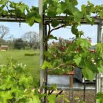 Sarah Beeny Instagram - @bloomingbert vine help and advice has worked its magic!!! Grapes on their way! X #vines
