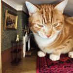 Sarah Beeny Instagram - I suppose it’s as cosy a place as any? 🐈 xxx . . . #cats #dollhouse #mini #miniature #dollshouse #dollhouserenovation #catsofinstagram
