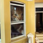 Sarah Beeny Instagram - I suppose it’s as cosy a place as any? 🐈 xxx . . . #cats #dollhouse #mini #miniature #dollshouse #dollhouserenovation #catsofinstagram