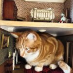Sarah Beeny Instagram - I suppose it’s as cosy a place as any? 🐈 xxx . . . #cats #dollhouse #mini #miniature #dollshouse #dollhouserenovation #catsofinstagram