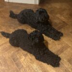 Sarah Beeny Instagram - We like to look very neat and tidy……. #dogs