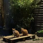 Sarah Beeny Instagram - One pair of cats…….. x #catsofinstagram #cat