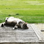 Sarah Beeny Instagram - Soo comfy… #catsofinstagram