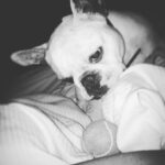 Sarah Harding Instagram - Never a dull moment ...😴😅🐶👀🙄 #frenchbulldog #frenchiegram #frenchielife #frenchielove ❤️❤️