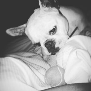Sarah Harding Instagram - Never a dull moment ...😴😅🐶👀🙄
#frenchbulldog #frenchiegram #frenchielife #frenchielove ❤️❤️
