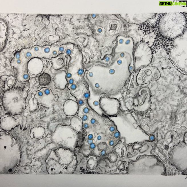 Sarah Pidgeon Instagram - My mom @juliecaroff captured the transmission electron microscopic image of COVID-19 with charcoal pencil, graphite powder, water color, and colored pencil for an assignment in one of her classes. She allowed me to post this but told me not to write anything “gushy”. I think it looks pretty close to the real thing, and I’ll leave it at that.