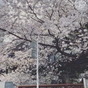 Sayaka Akimoto Instagram - 本日から新年度、なんですね。
色んな気持ちの人もいるよね。
私なんか、いい大人になっちゃって、こんなお仕事してるもんだから、祝日や連休にも疎くなっちゃって、新年度って感じもしてないのが正直なところです。
でも、本日から気持ちを切り替えたり、何かが終わったり始まったり、ドキドキしたり不安になったり。
色々な事が動いていくんだなぁ。
皆さんが、いい新年度を迎えられたらいいなぁ、と思っています。
そして、本日はチームKデビューの日、という事は私の芸能生活も15年を迎えるという事で。
いつも応援してくれるファンの皆さん、さりげなく気にはしてくれてる皆さん（笑）本当に有難う御座います。
そしてこれまでの私をカタチづくって下さった皆様方、ありがとうございました。
これからも求めて頂ける限り、このお仕事に携わっていけたら嬉しいなぁって思います。
好きな事を続けられて幸せです。
自分が苦手だと思い込んでいる事、本当に合わないもの、良いバランスで見極めていけるよう、信念や自分の気持ちに正直に、そして自分を信じ、時には疑い、しなやかにトランスフォーメーション出来たら良いなぁと思ってます👽🌸
4月の目標は「笑顔多めで🌈」
沢山のおめでとう、ありがとう、頑張ろうねをこれからもあなたと共に🌸

ありがとう、ありがとう、ありがとーう！
一緒にサバイブしていきましょ！