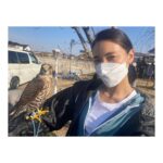 Sayaka Akimoto Instagram - 3月26日は『花咲万太郎の事件カルテ』の放送日でした。 皆様、観ていただけましたか？ ミステリーなのに、沢山の動物に癒される、なんだかとっても不思議な感覚になるドラマでしたね。 チロルチョコも食べたくなる…。万太郎先生にはマストアイテム！🍫 魅力的なキャストの皆様と、楽しいドラマに参加出来て嬉しかったです。短い日数の撮影でしたが、監督もスタッフさんも優しく迎えて下さり、とっても嬉しかったなぁ。 またお会い出来る日が来る事を願って🙏✨ ３枚目はハヤブサのゼロ君。 目がつぶらでとっても綺麗だった。 動物達に囲まれて、のびのびとお芝居させて頂きました🥰 #花咲万太郎　の事件カルテ