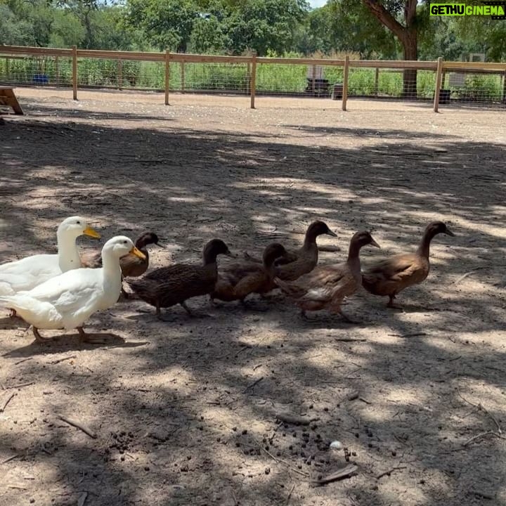 Scarlett Hefner Instagram - Flower picking, baby animals & cake pops. We celebrated Betsy’s move up to her new class at daycare with a trip to the Farm. 🐷🍭🐐💐