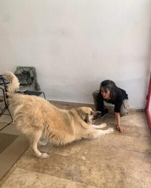 Şebnem Sönmez Instagram - Tünaydın 🤍
Sanki kendisi bir hediye değilmiş gibi gelen @rzerdem 🤍
Geleceğini biliyordum ama ama bilmiyormuş gibi davrandım telefonum çalana dek 🥰
Çünkü neden aniden kapımda belirmiş gibi yapıp daha çok sevinmeyeyim 😎
Şarap, peynir, zeytin,,,
Şiva ve TenTen Bey'le hasret gideriş,,,
Kahvaltı sofrası, çay, kahve,,,
Konudan konuya atlamak ve hiçbir konuyu atlamamak,,,
Kanepede diz kırarak bugün, yarın, dün, sen ve beni konuşmak,,,
Sevmek, anlaşmak, kavuşmak ve ayrılmak,,,
Aniden çok gülüşmek,,,
Hatırlamak ve hayal kurmak,,,
The end...
Yolun açık olsun Roza 🤍
Kalbin gibi, senin gibi 🤍