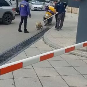 Şebnem Sönmez Instagram - Günaydın.
Bugün sizlere güzel haber veremeyeceğim. Lütfen videoları izleyiniz. 
Yer: İstanbul/Kartal AND Pastel Sitesi
Tarih: 15.03.2024
Adı geçen site sakinlerinin şikayeti üzerine belediye hemen "gerekeni" yapmış. 
Ben de şikayet ediyorum, gereken hemen yapılsın!
Hiçbir yönetim (ne site, ne belediye ne de en üst düzey) kanıtlanmayan, sağlam dayanağı olmayan, karşılıklı tanıklıkları dinlenmemiş bir şikayeti hemen yürürlüğe alamaz. 
Kimseye zarar vermemiş sokak hayvanlarını "birilerinin" şikayeti ile "keyiflerini kaçırdığı" için hemen böyle toplayamaz. Bu açıkça hem insan hem de hayvan hakları ihlalidir.
Öfkem bende kalsın, şimdilik bu kadar. 
@kartalbld @chp @chpistanbulilbaskanligi @haytap