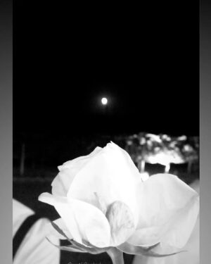 Selen Soyder Instagram - En iyi arkadasim evleniyor 🥳🌑 👰🏻‍♀️🌻
